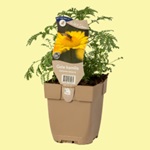 planten-tegels-gratis